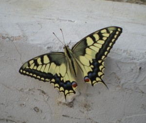 butterfly